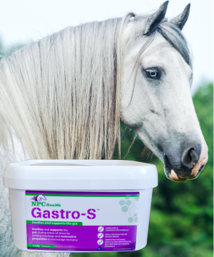 Gastro S, a natural ulcer supplement for horses to protect and soothe gut health.
