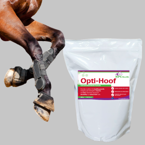 Biotin For Horse Hooves To Maintain Hoof Health And Strength.
