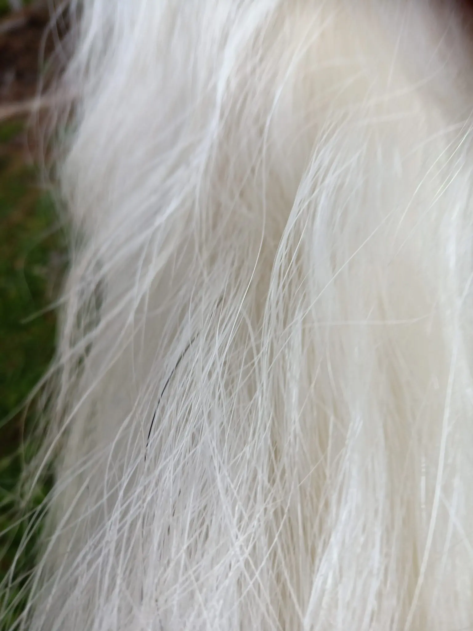 Pure white manes and tails.
