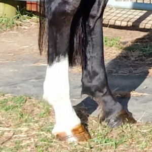 Show Shampoo to brighten and whiten white socks, markings and highlight grey and white horses.