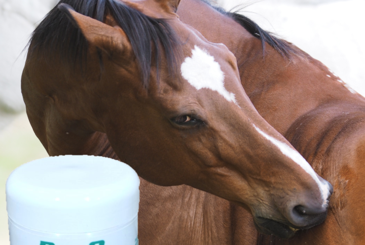 Best natural creme for insect bites and skin itch in horses. Helps to alleviate itchy skin and repel insects while soothing and bringing comfort to skin.
