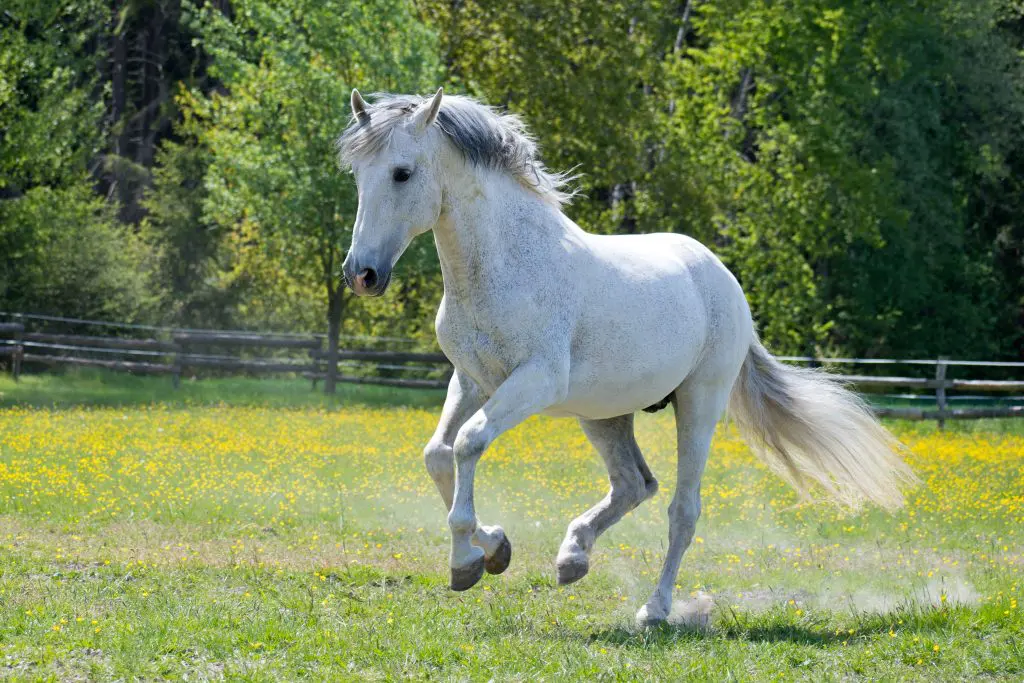Horse calming supplements to combat and reduce stress, nervous behaviour and anxiety in horses.