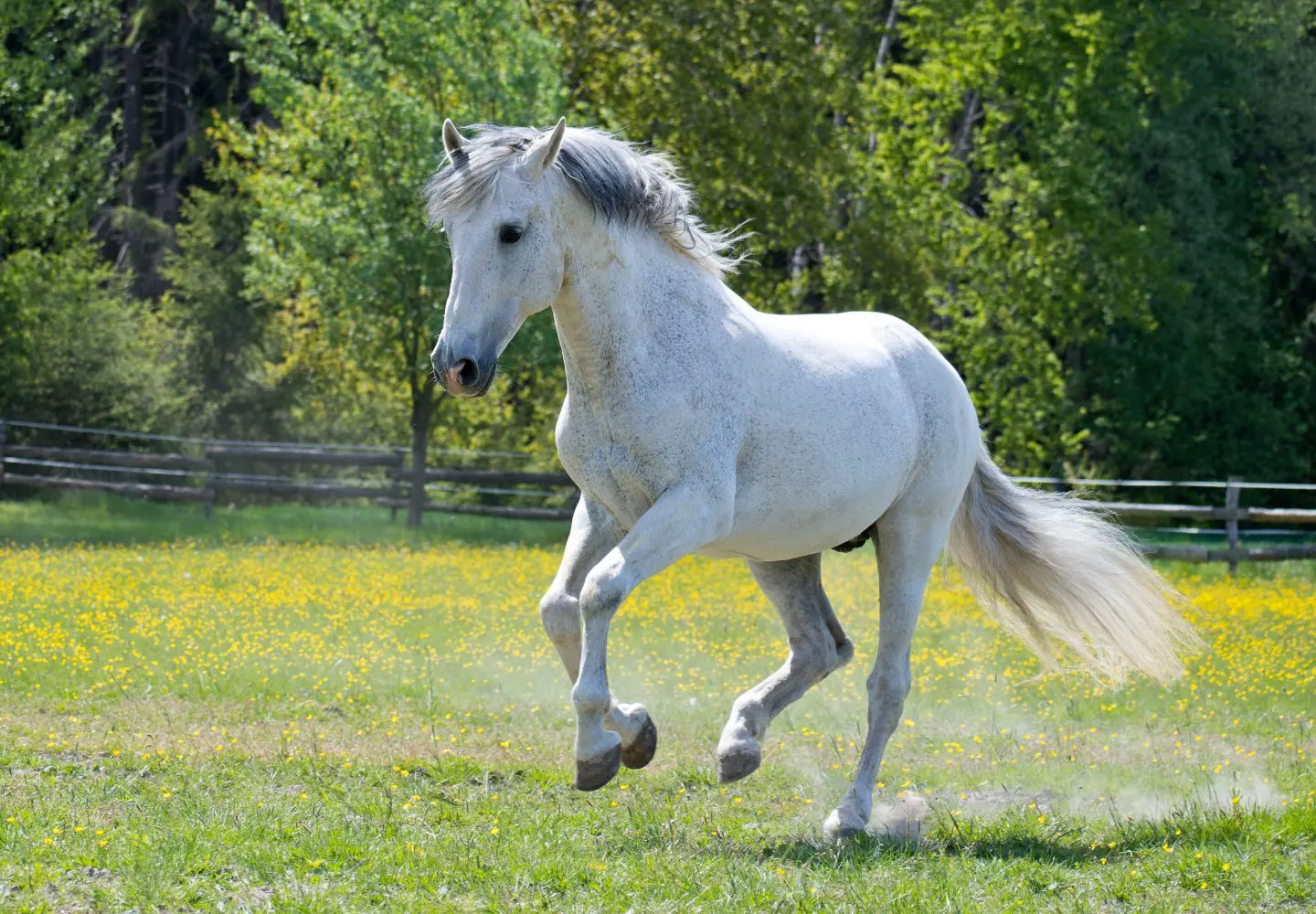 Horse calming supplements to combat and reduce stress, nervous behaviour and anxiety in horses.