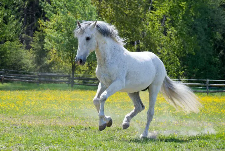 Horse Calming Supplements to combat stress