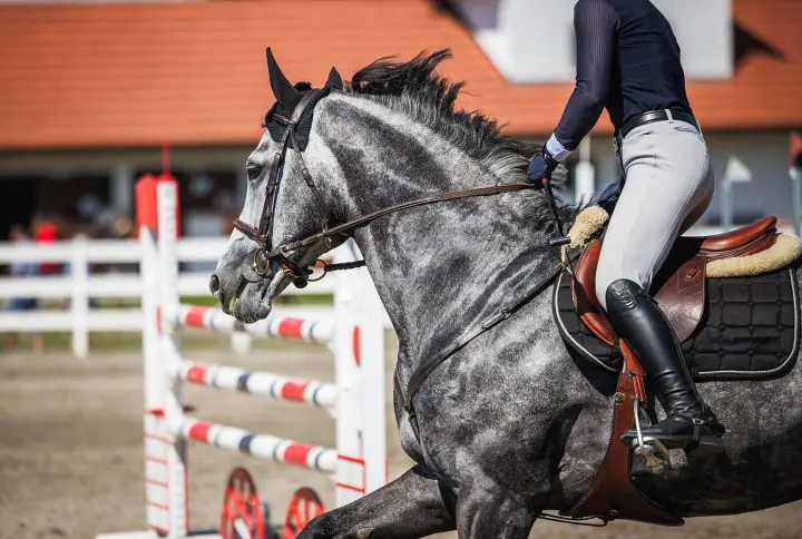 Essential Vitamins and Minerals for horses