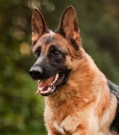 Top joint supplement for dogs to maintain active healthy joints, reduce pain and inflammation.
