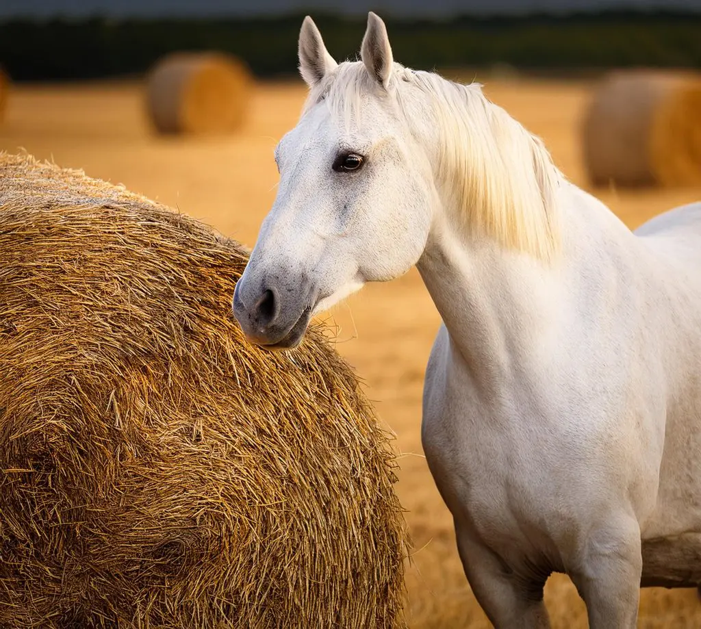 Horse grass 3