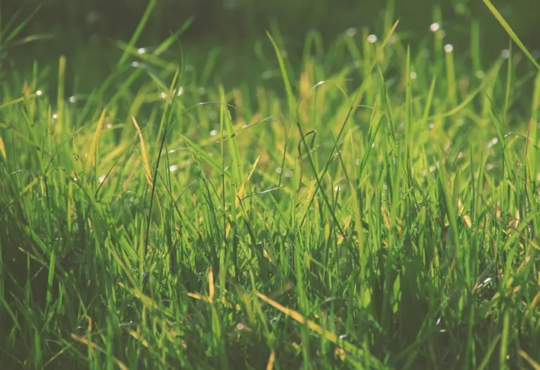 Seasonal Grasses Are A Common Cause Of Pollen Allergy In Horses.