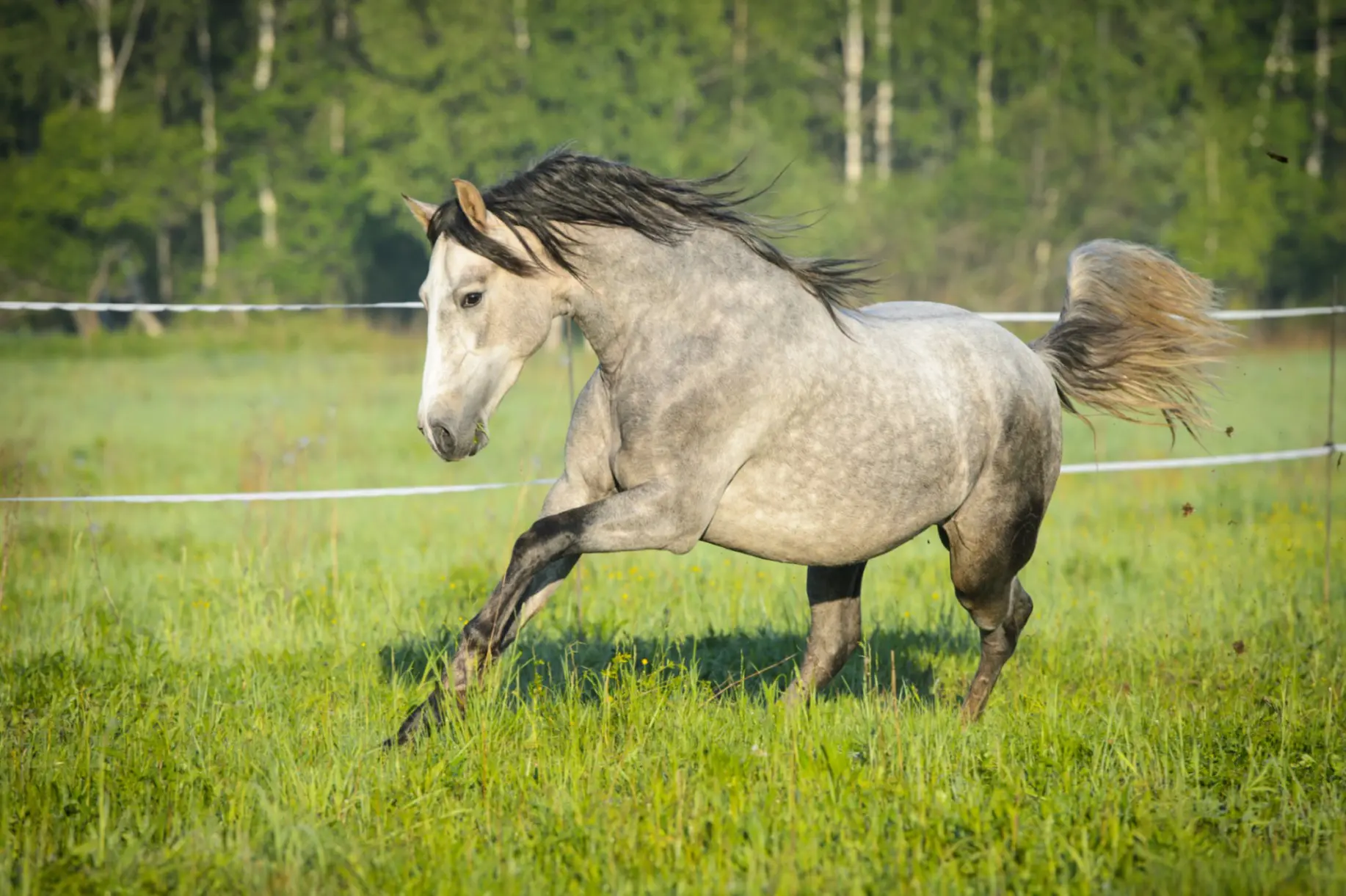 Pasture horse photo 1