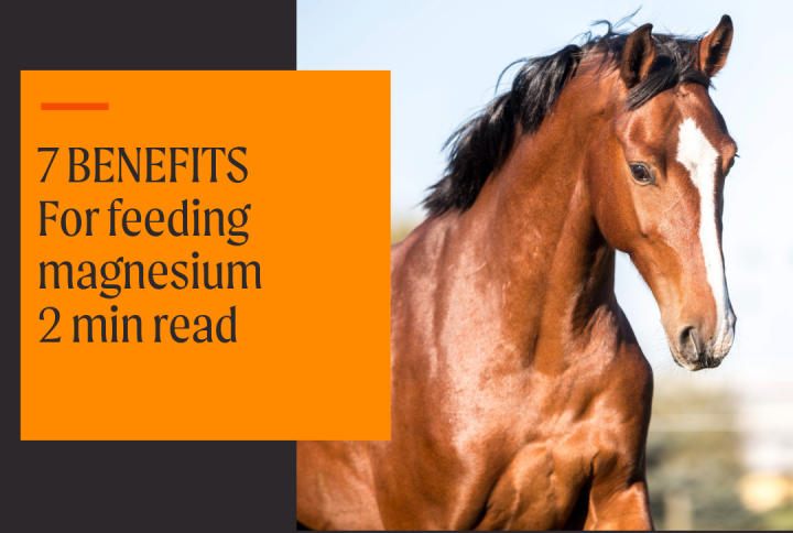 7 benefits for feeding your horse magnesium.