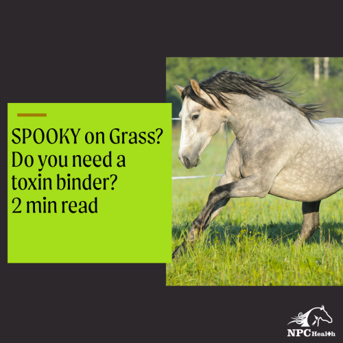 Mycotoxin binders for horses – 6 reasons to use