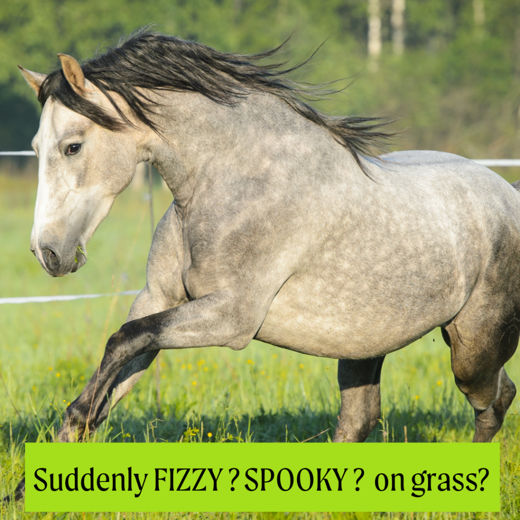 Horse spooky and fizzy on grass from mycotoxins in Autumn pasture.
