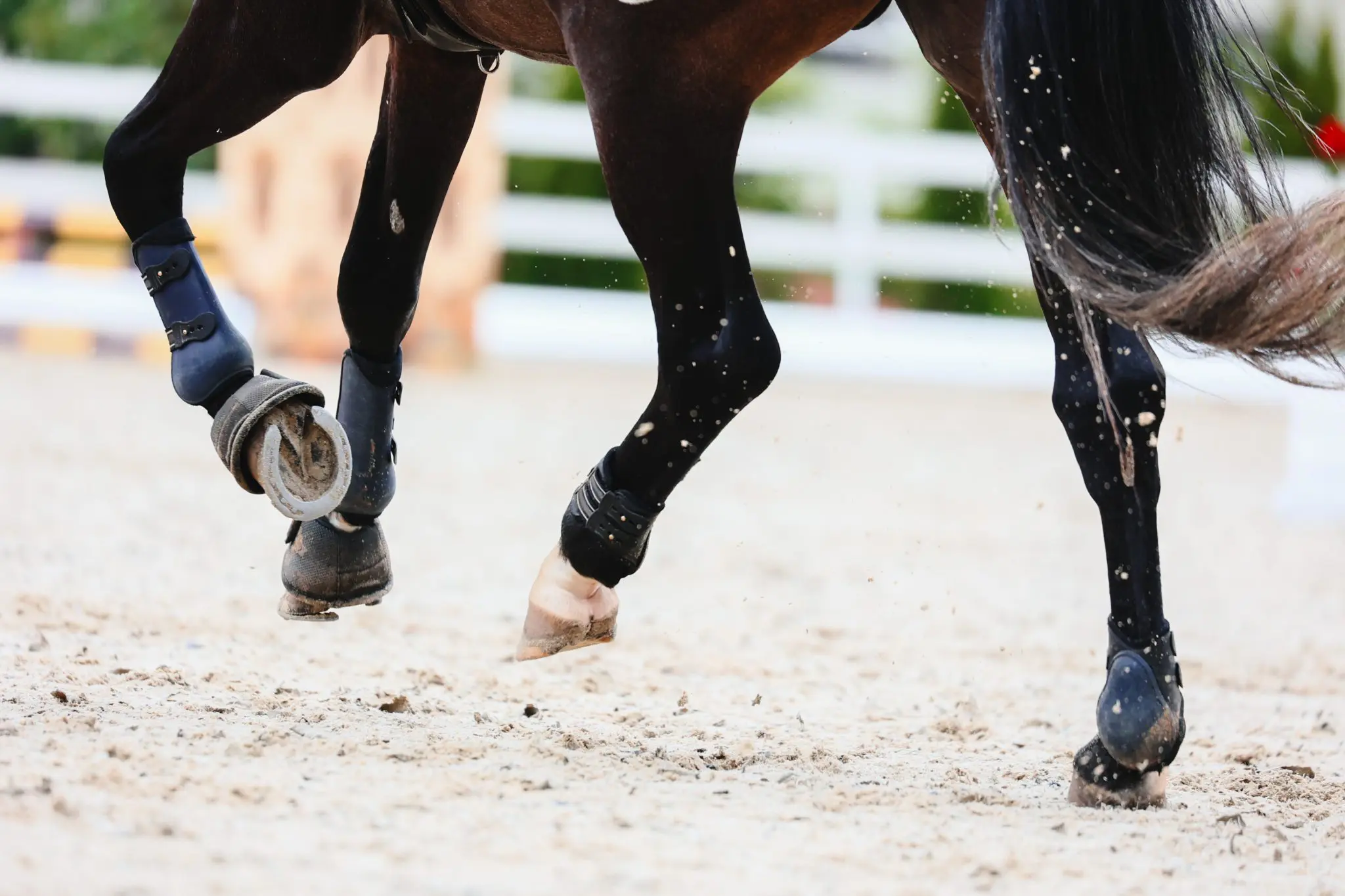 How to maintain healthy equine joints.