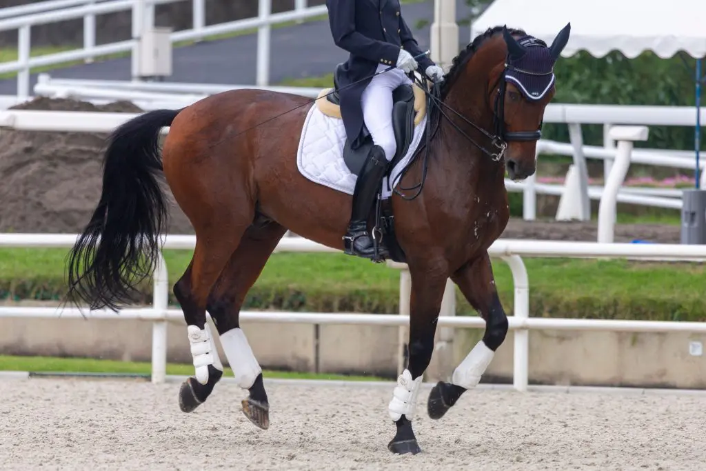 Correct nutrition for equine joints.