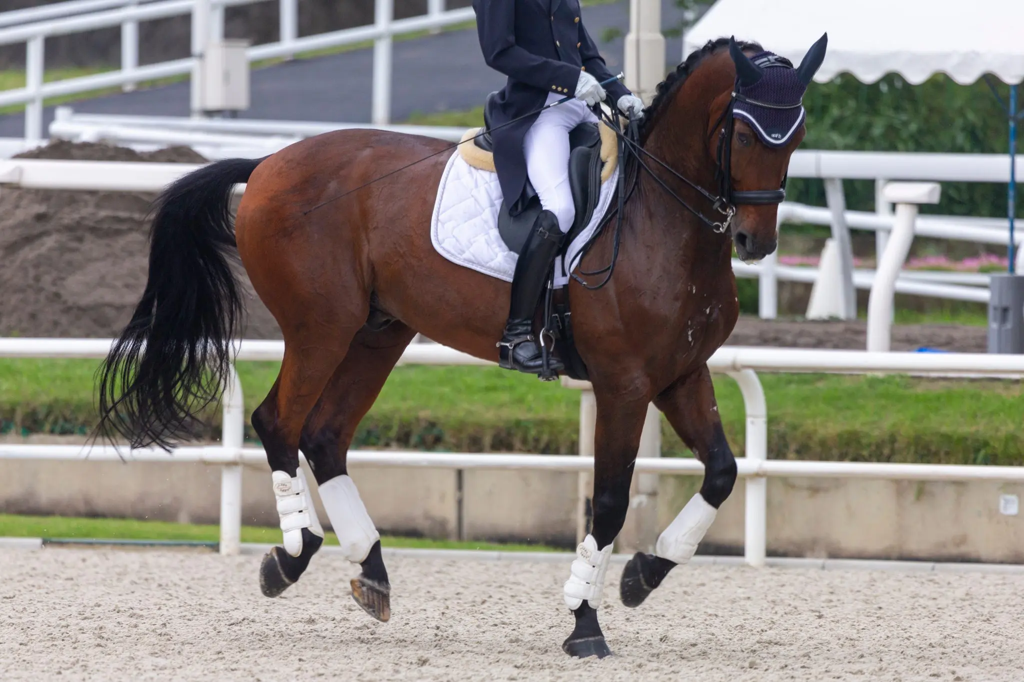Correct nutrition for equine joints.