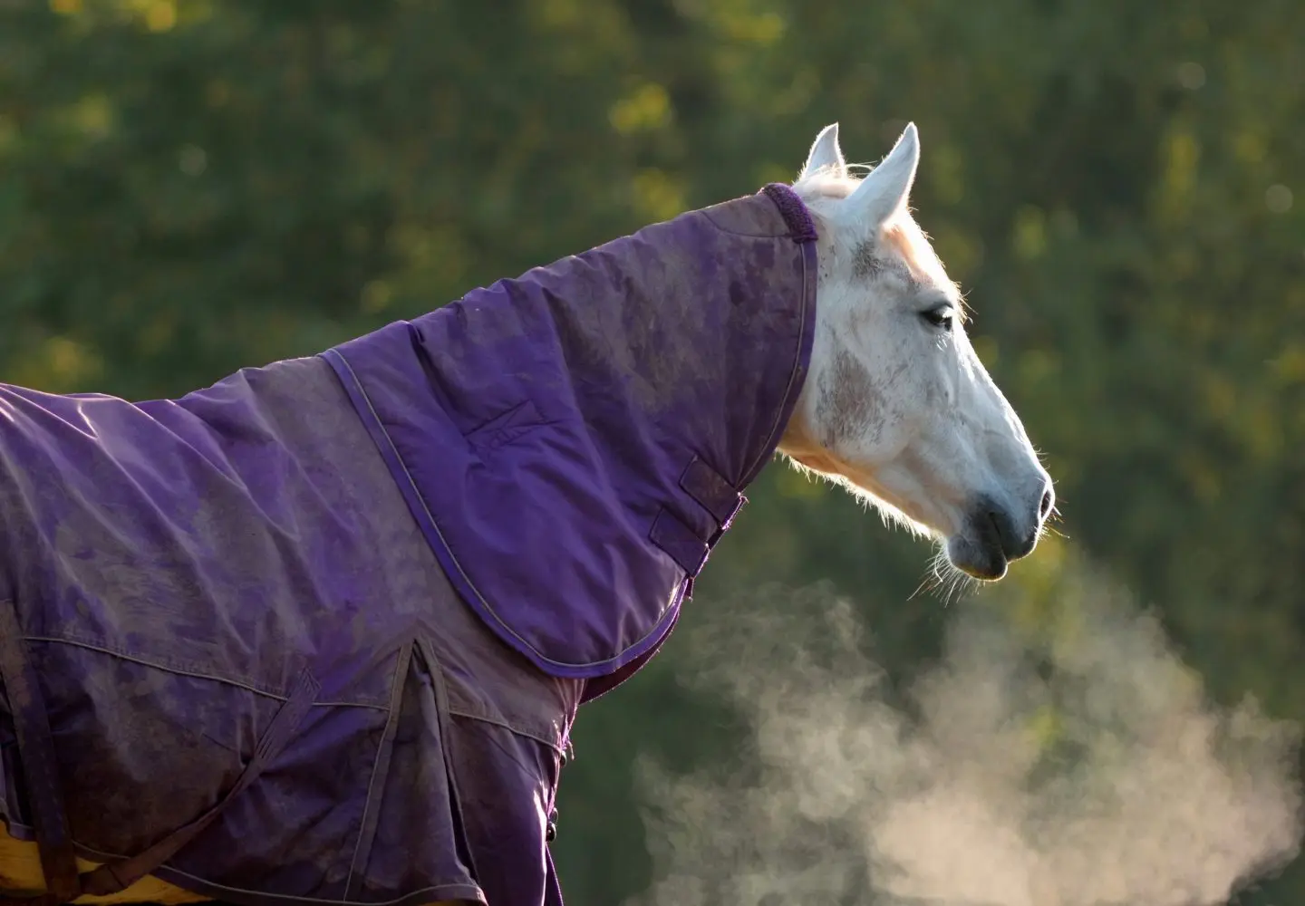 Grass frosts, colds snaps and fructans, how to best manage your grazing horse.