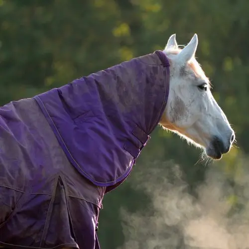 Grass frosts, cold snaps and fructans | 6 top tips to manage your horse