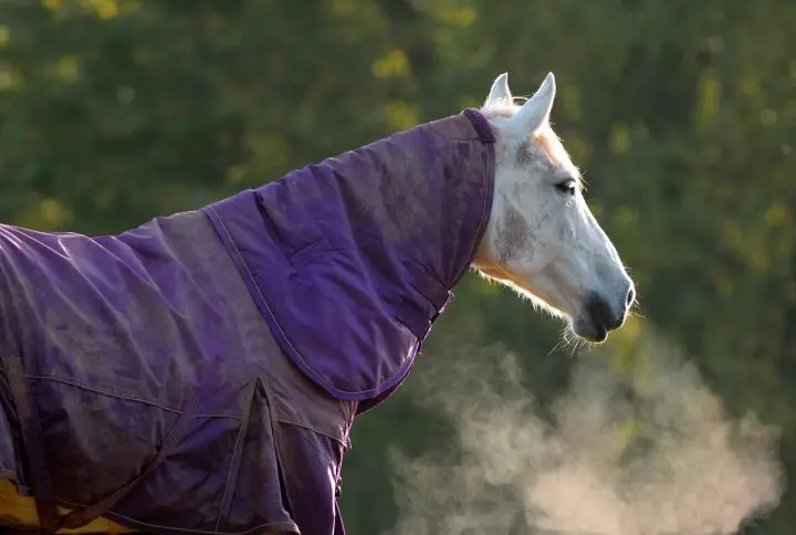 Grass frosts, cold snaps and fructans | 6 top tips to manage your horse