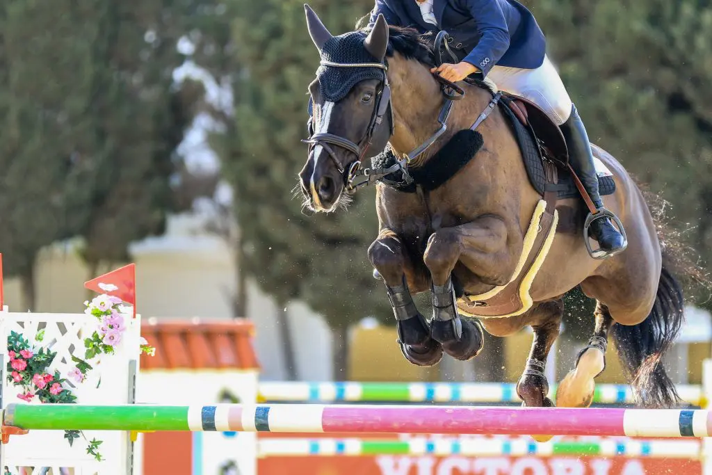 Show jumping horse at competition.
