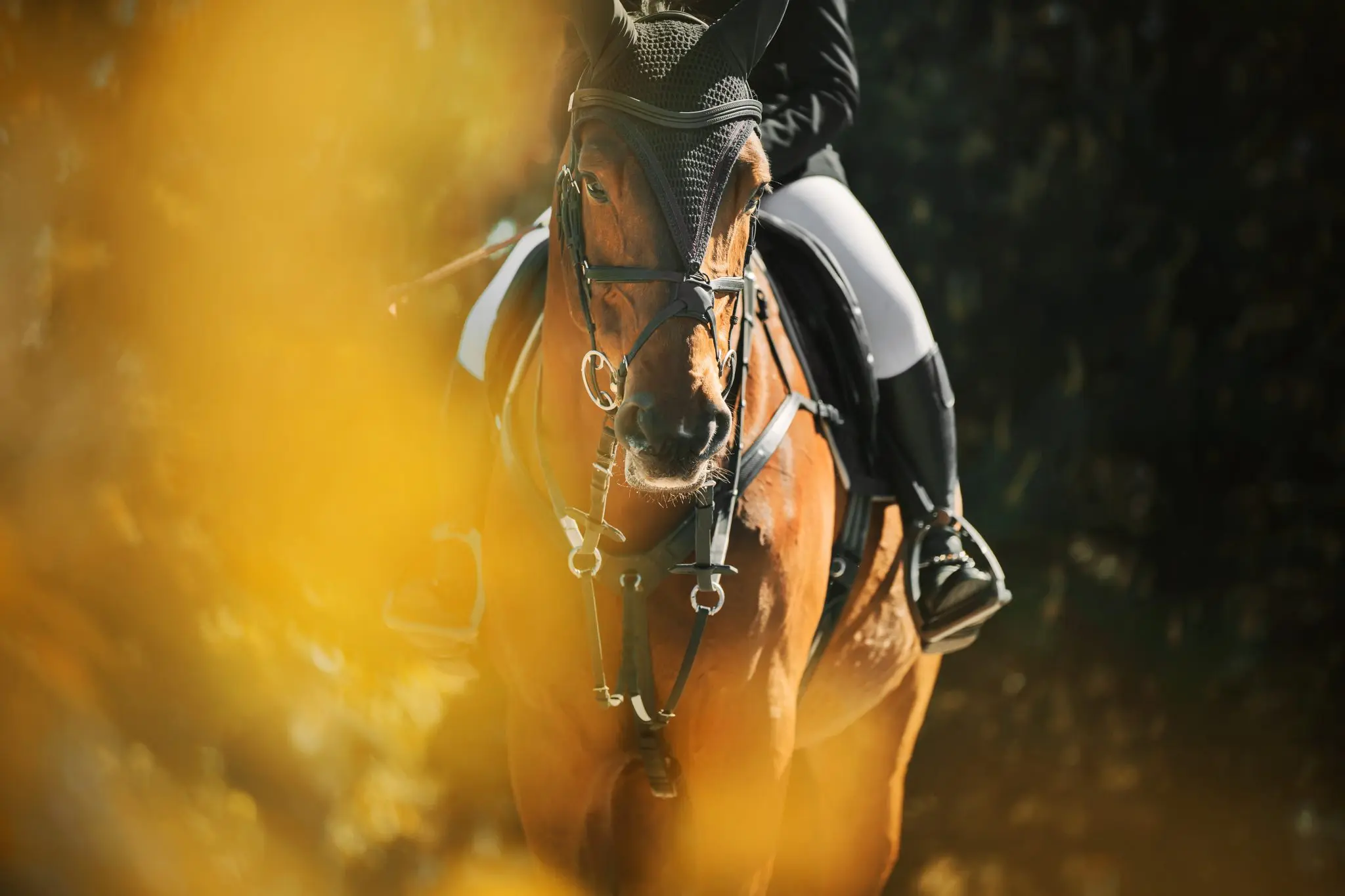 NPC Health premium horse supplements and horse health supplies made in New Zealand.