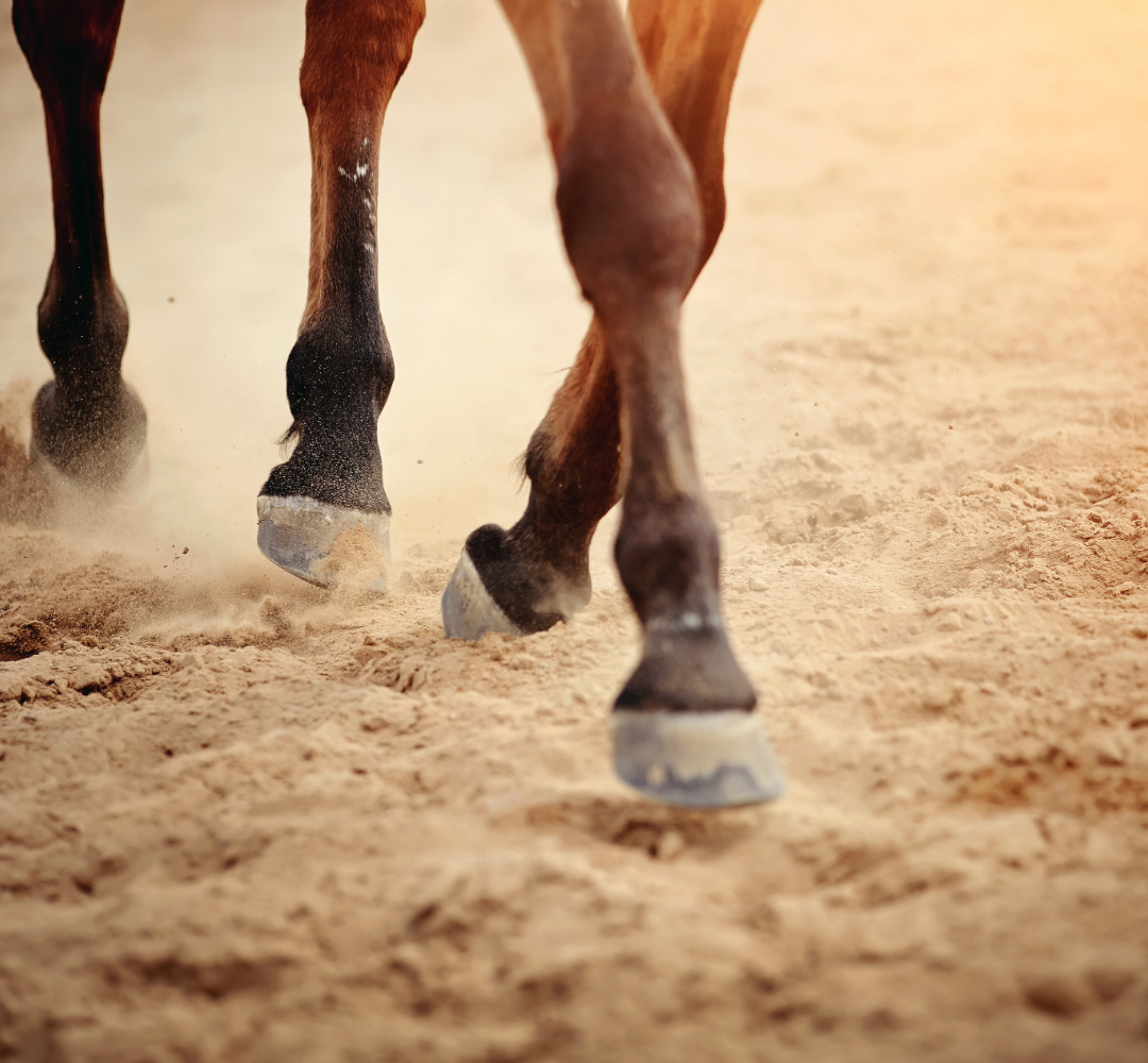 Feeding a biotin supplement has numerous proven benefits to improve hoof quality in horses.