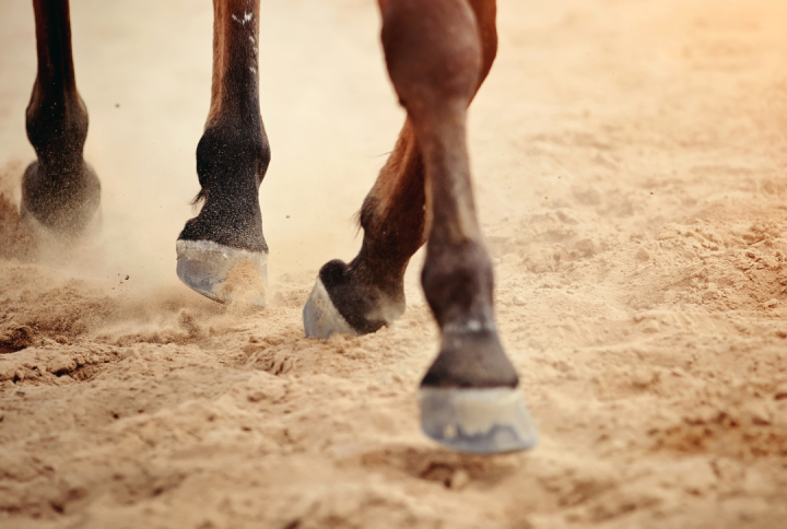 Feeding a biotin supplement has numerous proven benefits to improve hoof quality in horses.