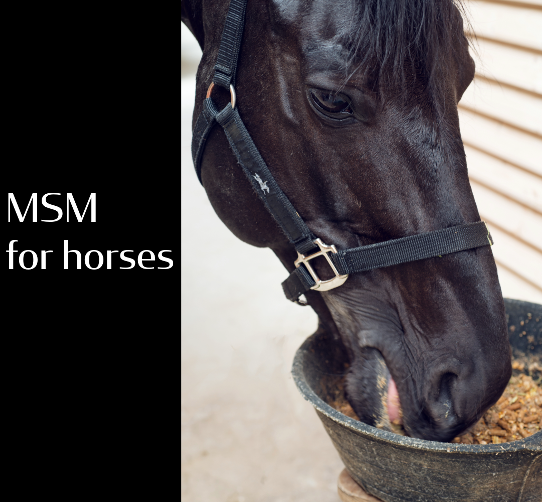 MSM supplement for horses.
