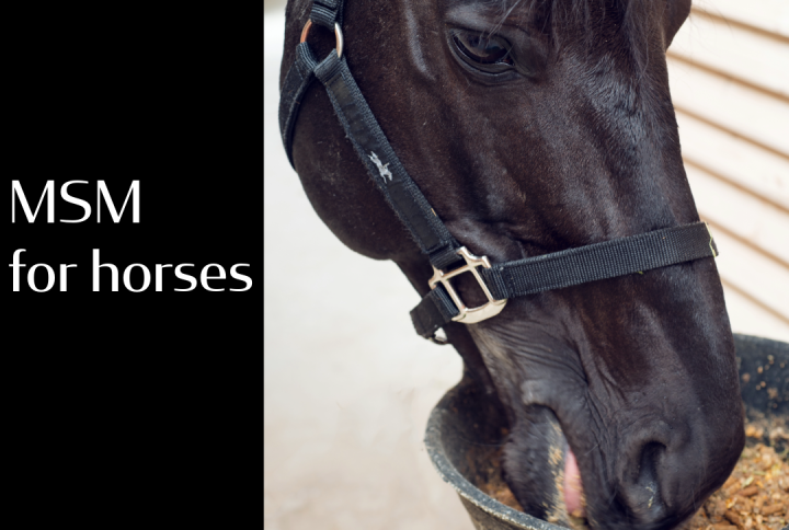 Why use an MSM Supplement for horses | 6 Promising Benefits