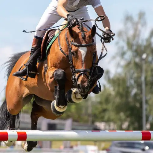 Glucosamine supplements for horses | 4 critical key points