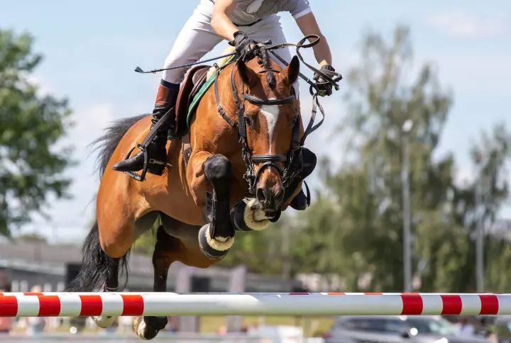 Glucosamine supplements for horses and the latest research to date.