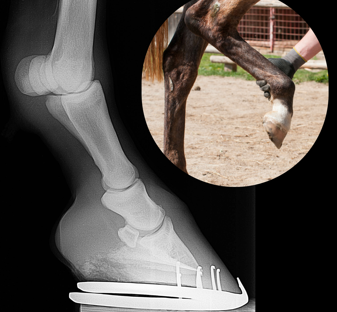 Equine joint supplements and a closer look at the research behind 10 top ingredients.