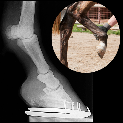 Equine joint supplements – a closer look at 10 top ingredients