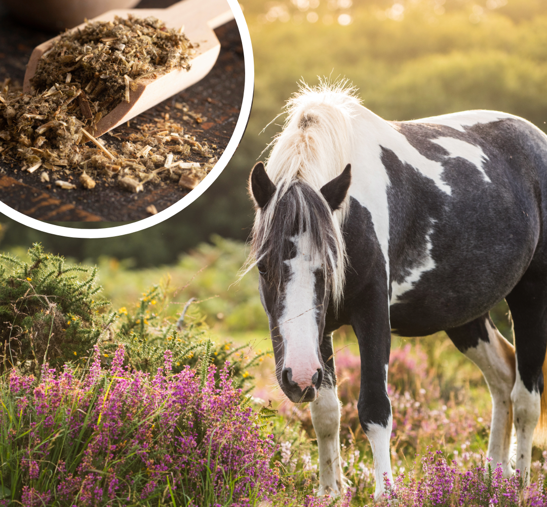 Chaste berry for horses and the potential benefits for horse health.