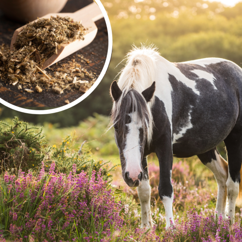 Chaste berry for horses | 3 exciting potential benefits