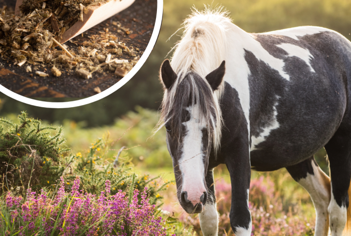 Chaste berry for horses | 3 exciting potential benefits