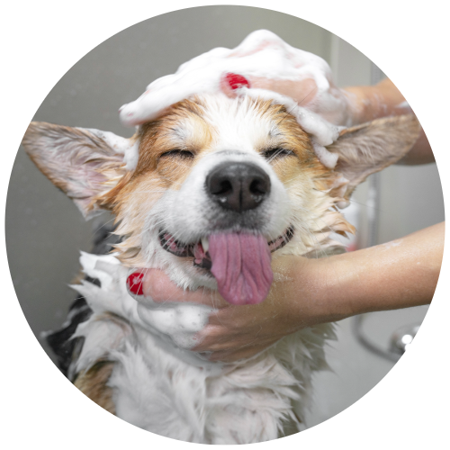 Dog grooming supplies for New Zealand canines.
