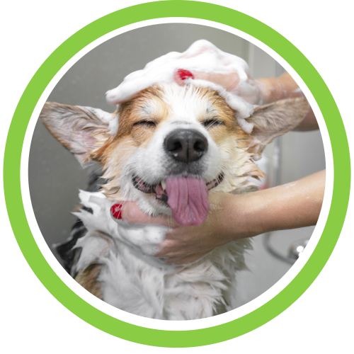 Dog grooming shampoo.