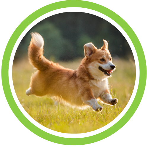 Dog Supplements