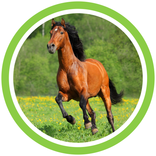 equine-calming