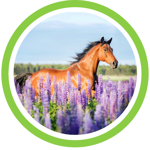 herbal-remedies