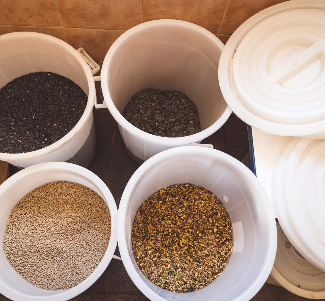 Herbs for horses showing devil's claw use in horses.