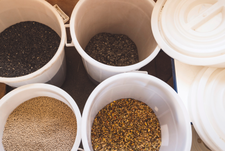 Herbs for horses showing devil's claw use in horses.