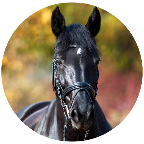 equine-calming