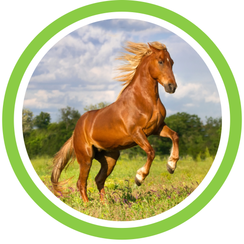 Horse Care Supplies