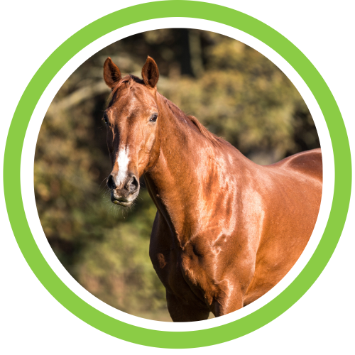 Horse Supplements