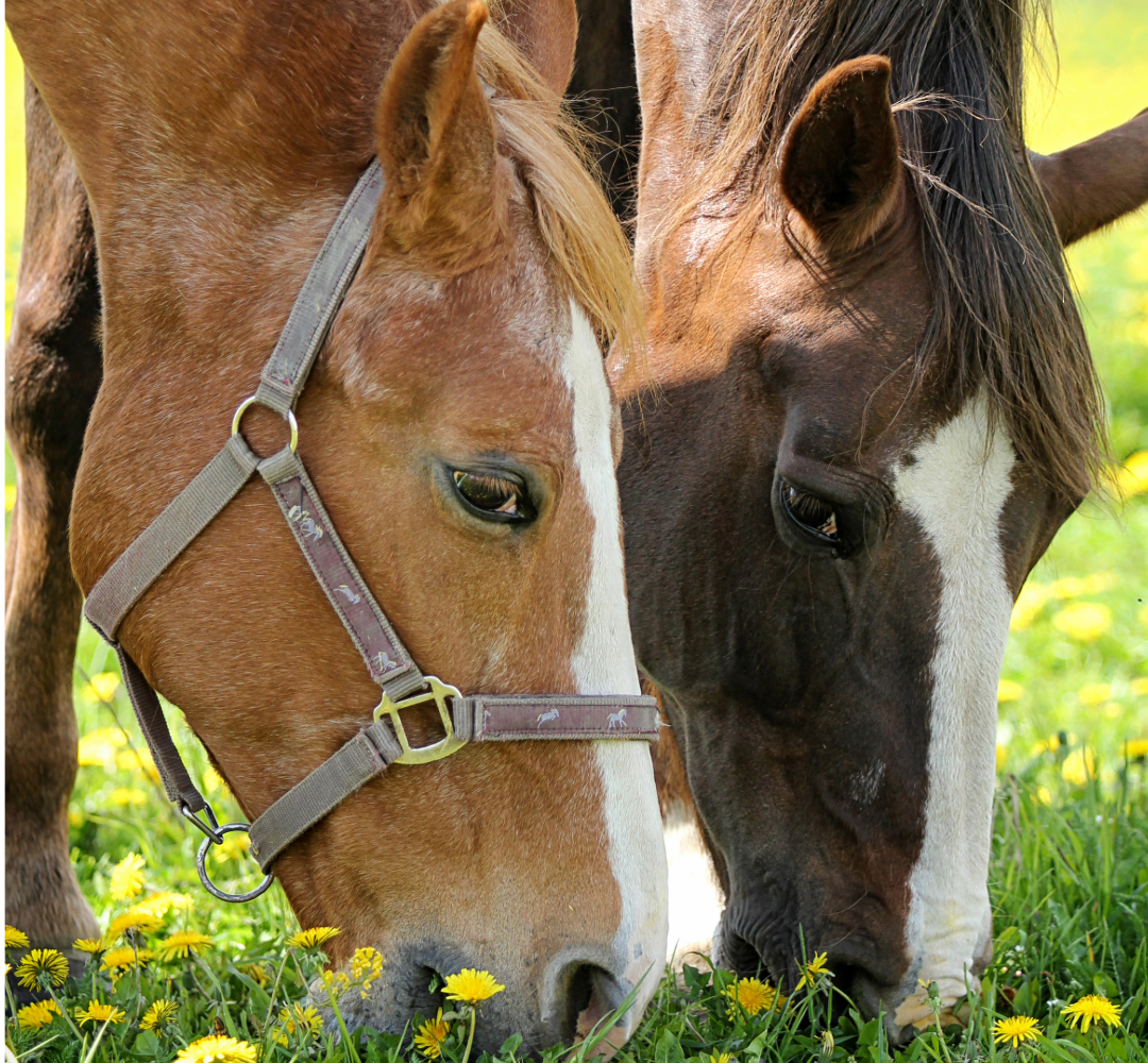 Fructans and laminitis in horses.