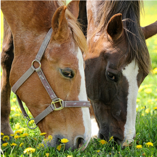 Fructans and laminitis | 5 ways to protect horse health