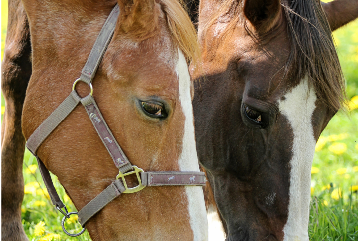 Fructans and laminitis | 5 ways to protect horse health