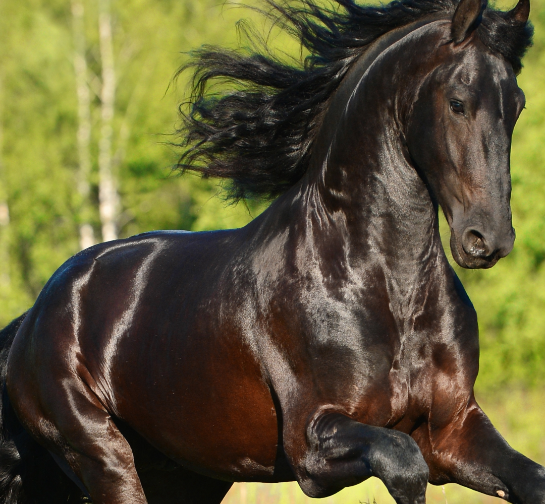 Spring grass for horses.