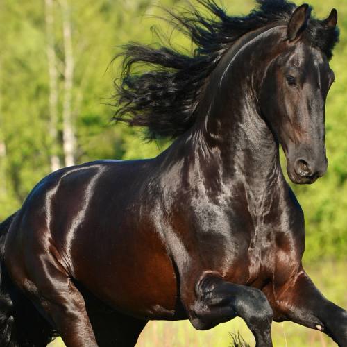 Spring grass for horses | six transitioning tips to fresh pasture
